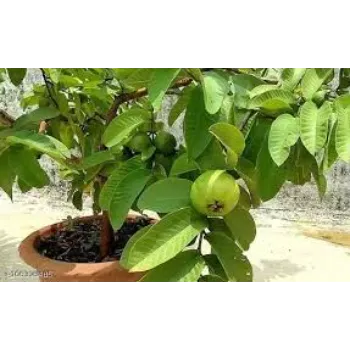Desi Guava Plant